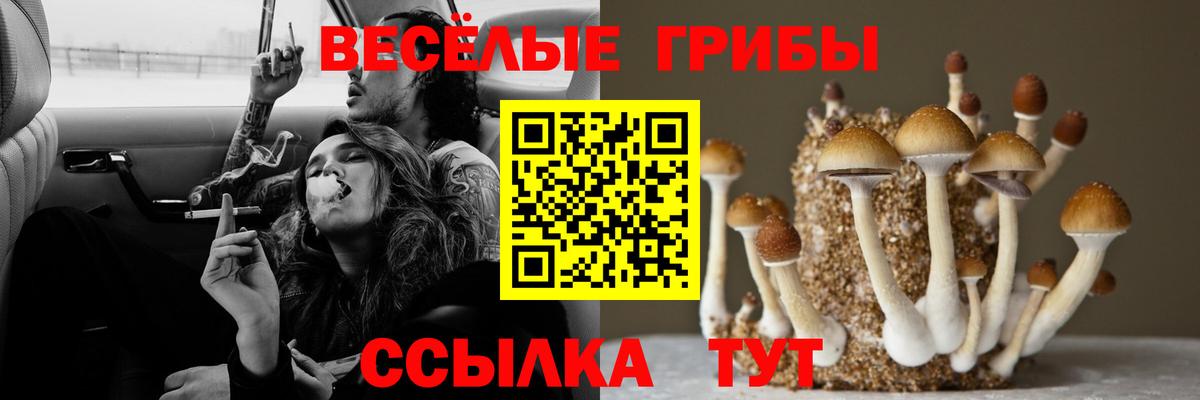 Галлюциногенные грибы Psilocybe Бутурлиновка